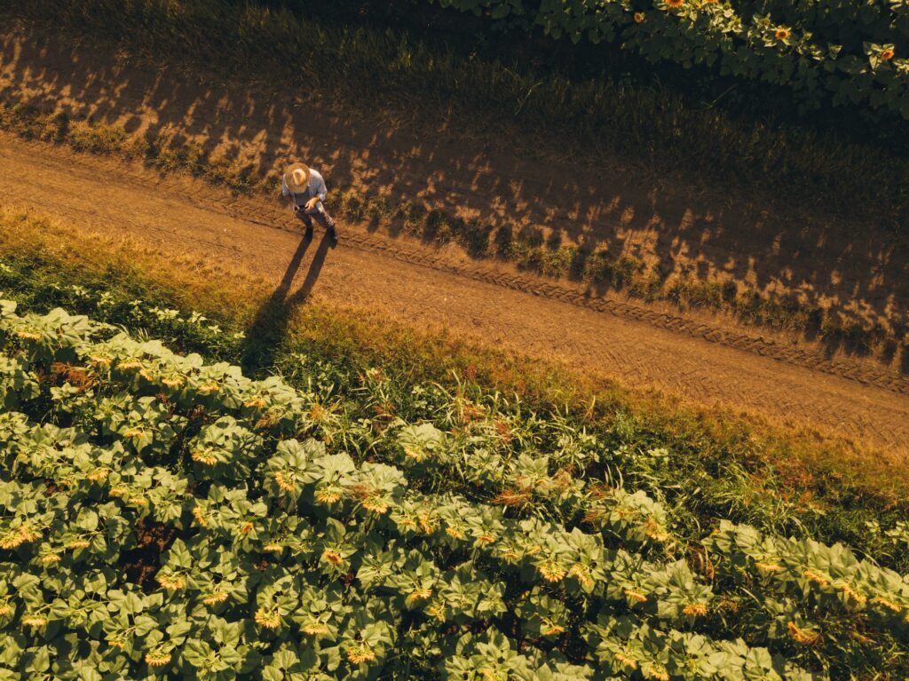 O que é o seguro agrícola: contrate com um especialista e proteja sua lavoura